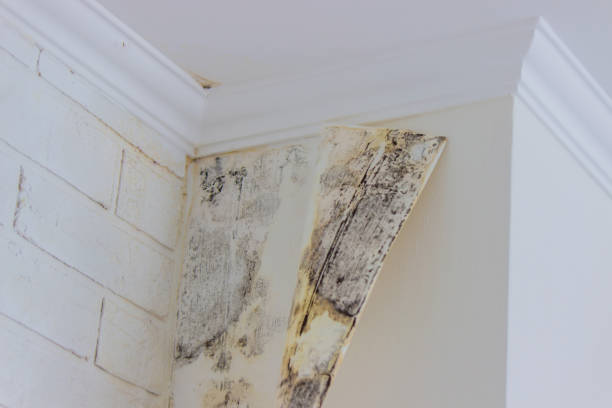 Best Water damage restoration process  in USA